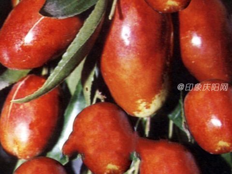 慶陽(yáng)寧縣特產(chǎn)：九龍金棗