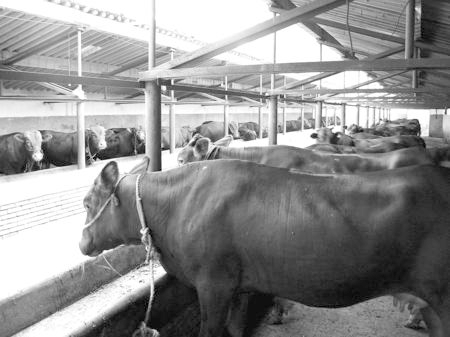 產(chǎn)業(yè)發(fā)展看平?jīng)觥捌經(jīng)黾t?！眽?nèi)開花墻外紅