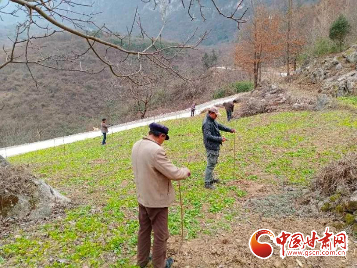 【甘肅全民戰(zhàn)“疫”】戰(zhàn)“疫”中，隴南稻坪的春天