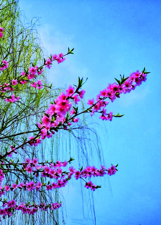 銅城桃花嫵媚綻放！君莫宅家辜負春光美景