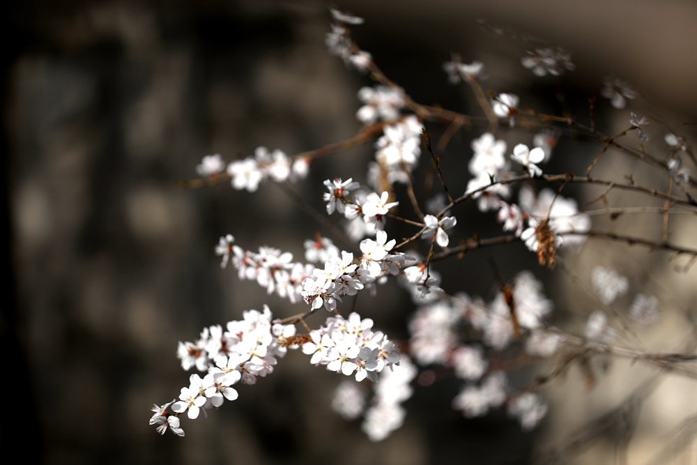 海報|花開隴原，甘肅這些景區(qū)正在復(fù)蘇！