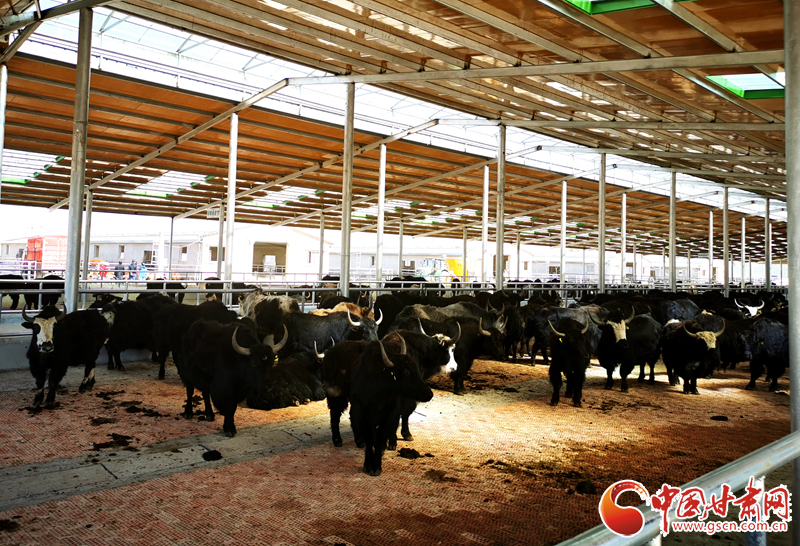 【甘肅省決戰(zhàn)決勝脫貧攻堅】農(nóng)牧結(jié)合養(yǎng)起“脫貧?！?產(chǎn)業(yè)增效共唱“致富歌”