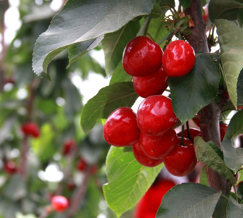 趕緊約起來！民勤紅旗谷櫻桃采摘園開園啦！