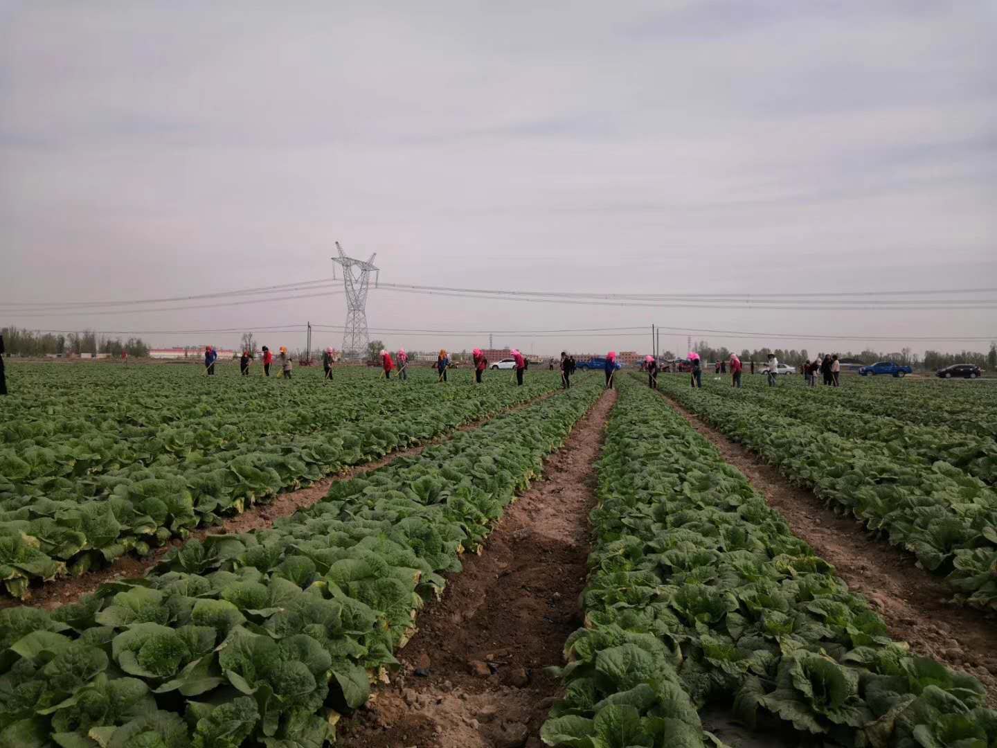 【在習近平新時代中國特色社會主義思想指引下 新時代 新作為 新篇章】讓特色產(chǎn)業(yè)發(fā)展迸發(fā)新活力——金昌聚力打造菜草畜高品質現(xiàn)代特色農業(yè)示范區(qū)述評