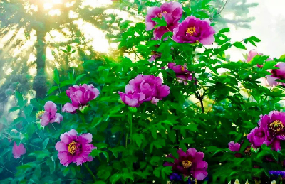 【“甘味”故事】“百花王”駕到！國(guó)色傾城正當(dāng)時(shí)