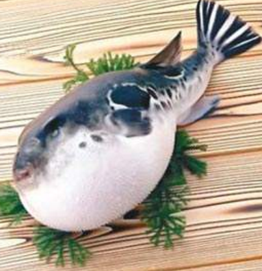 蘭州市市場監(jiān)督管理局發(fā)布通告禁止違法加工、經(jīng)營河豚魚