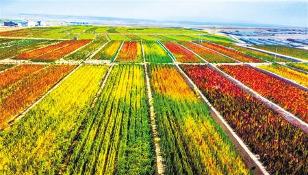 拉開架勢興產(chǎn)業(yè)——武威天?？h發(fā)展特色農(nóng)業(yè)綜述