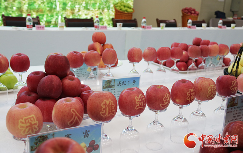 國家蘋果產(chǎn)業(yè)技術(shù)體系崗位專家：靈臺(tái)蘋果就是好