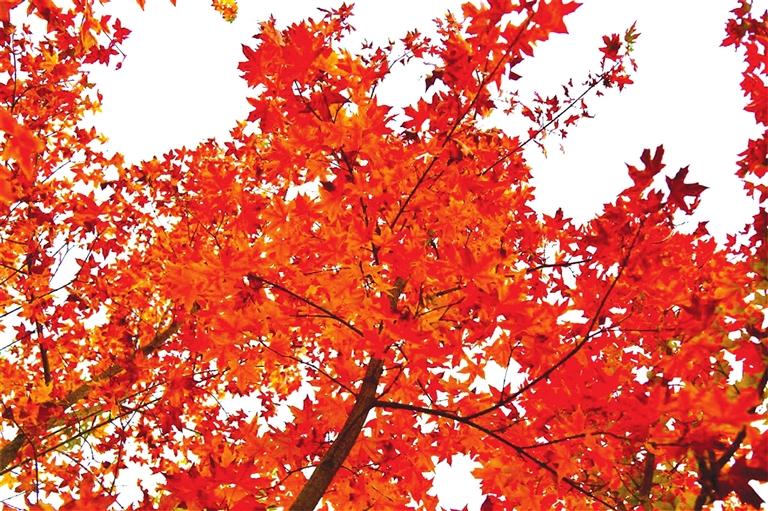 出彩啦！蘭州高校秋景驚艷來襲，快到秋日調(diào)色盤里pick你的母校