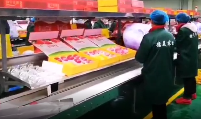 【獨(dú)家視頻】快訊丨甘肅省委副書記、代省長任振鶴在靜寧縣調(diào)研蘋果產(chǎn)業(yè)發(fā)展