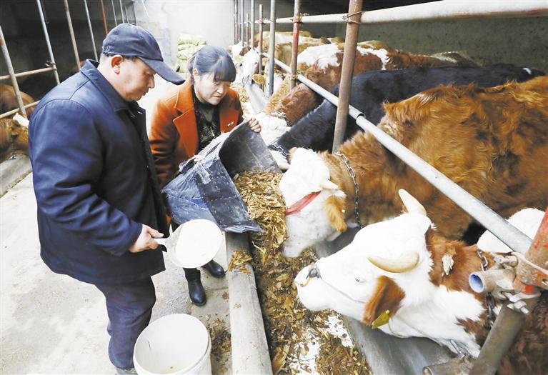 我和我的家鄉(xiāng)丨定西臨洮縣黨家墩村：“?！碑a(chǎn)業(yè)帶來“牛”日子