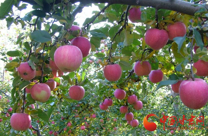 莊浪：聚力產(chǎn)業(yè)發(fā)展 促進(jìn)農(nóng)業(yè)轉(zhuǎn)型升級(jí)