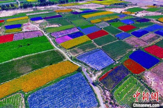 甘肅酒泉：除了天時(shí)地利，還有一“種”力