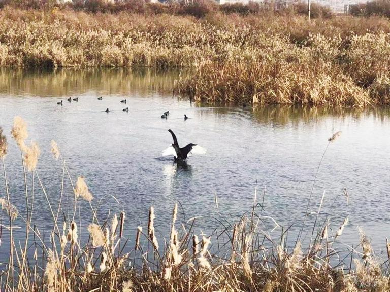 蘭州新區(qū)開展“世界野生動(dòng)植物日”主題宣傳活動(dòng)