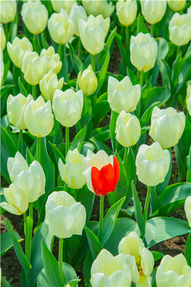 花叢中，別具一格。羅云希 攝