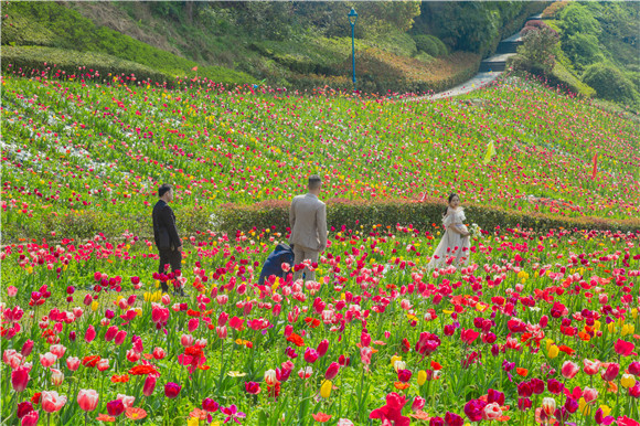 花海間，拍上一組美美的婚紗照。羅云希 攝
