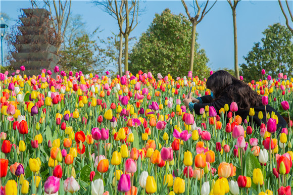 五顏六色郁金香花海。羅云希 攝