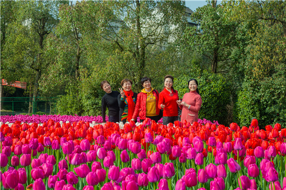 游客在郁金香花海里拍照打卡。羅云希 攝