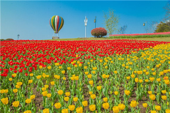 長(zhǎng)壽湖郁金香開(kāi)得正好。羅云希 攝