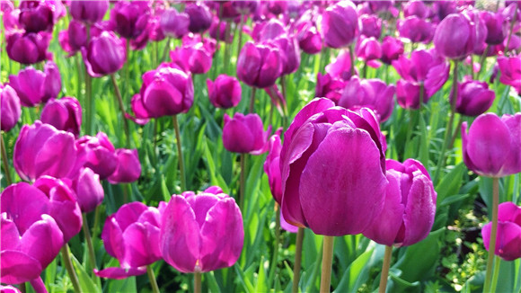 紫色郁金香。華龍網(wǎng)—新重慶客戶(hù)端袁舒含 攝