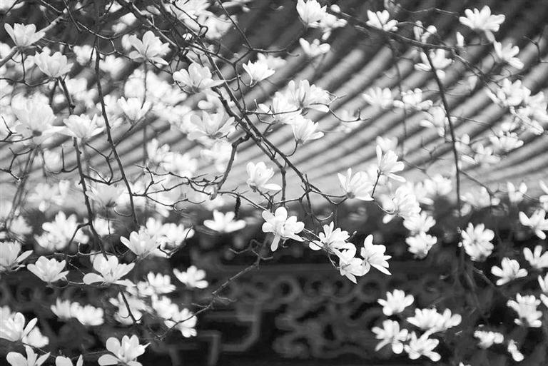 天水雙玉蘭堂，吟杜甫詩(shī) 煎泉水茶 賞白石書(shū)法