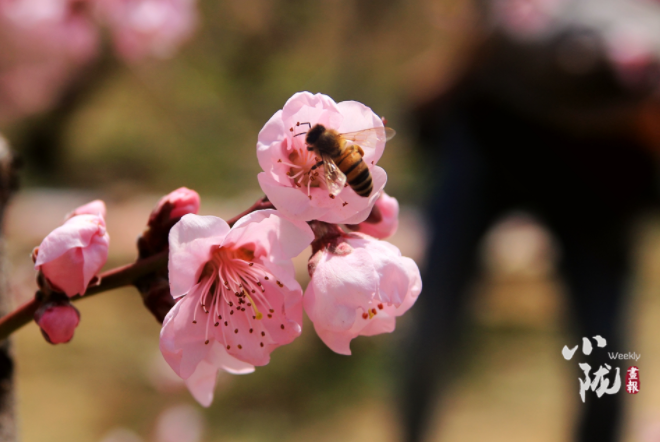 【小隴畫報·113期】最美人間四月天，灼灼桃花映秦安