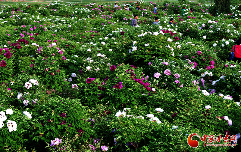 閱盡繁花盛景！定西文旅邀您共赴“紫斑牡丹”之約