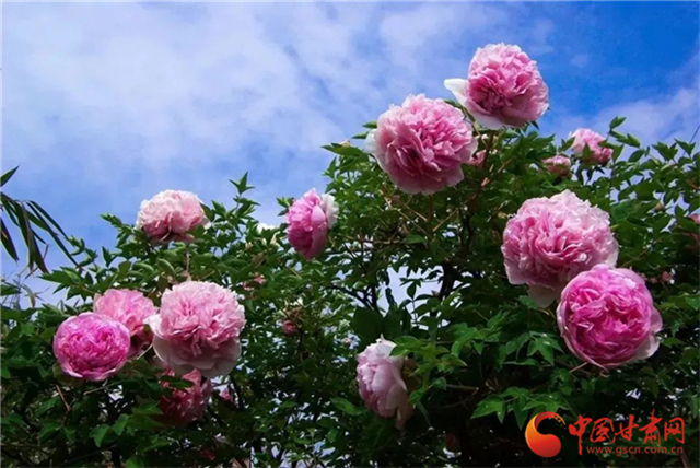 【五一游甘肅】暢游“臨洮縣紫斑牡丹文化旅游節(jié)”，這份攻略請(qǐng)收下！