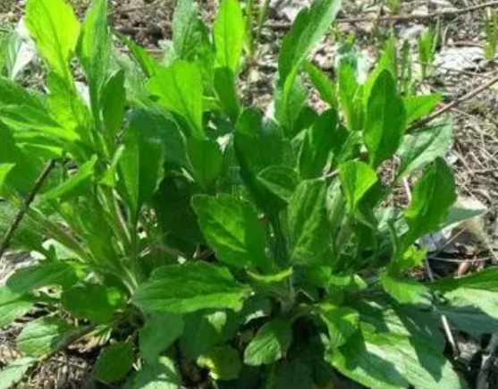 注意！路邊的野菜可不能亂采