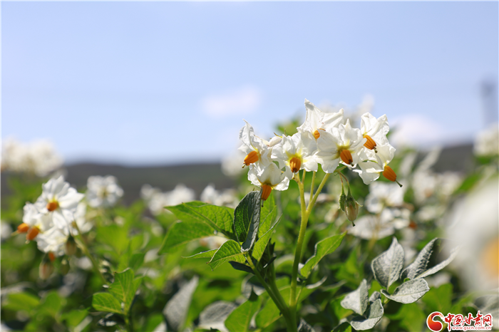 【小康圓夢·看甘肅】回望榆中縣水家坡 鄉(xiāng)村振興藍圖已繪就（視頻）
