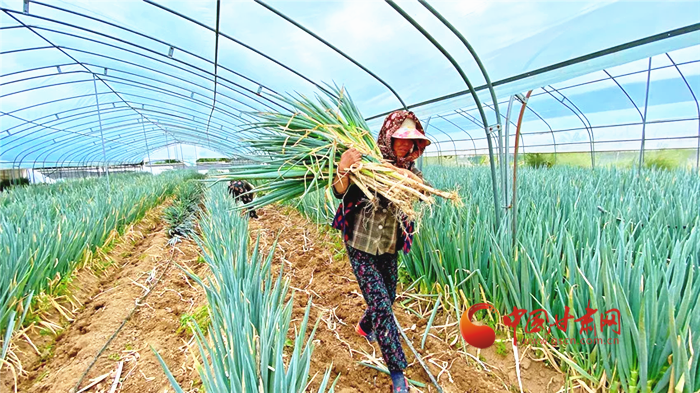 【小康圓夢·看甘肅】蘭州榆中王保營村：大蔥產業(yè)助農增收