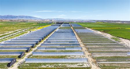 武威天?？h松山鎮(zhèn)德吉新村秀珍菇科技產(chǎn)業(yè)園初具規(guī)模