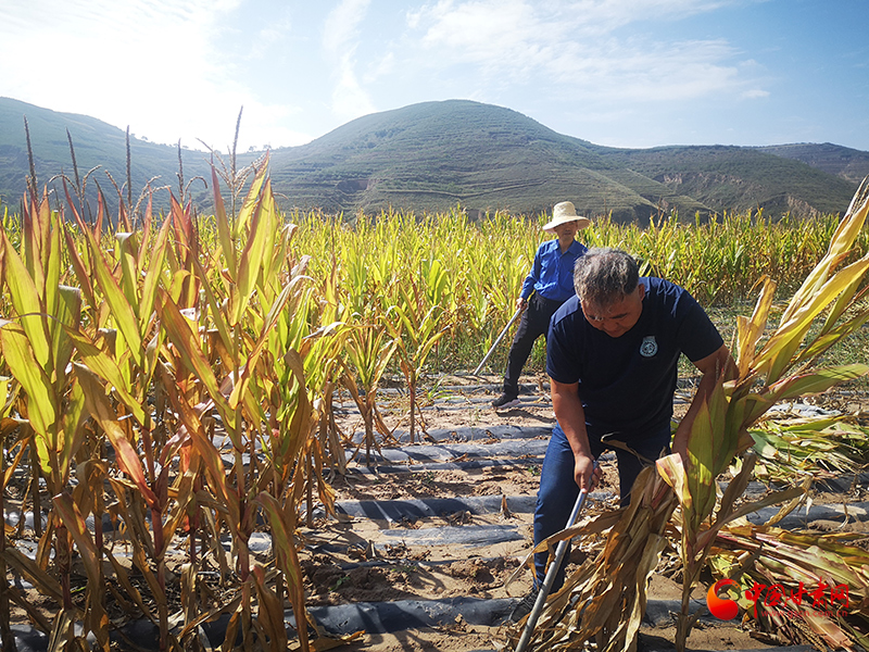 【慶豐收 感黨恩】定西安定：劉鴻奎的豐收節(jié)！
