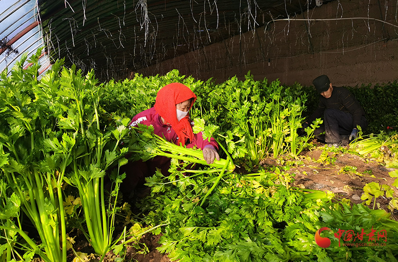 【小康圓夢·看甘肅】高臺南華鎮(zhèn)：冬季大棚“綠意濃”設施農業(yè)促增收