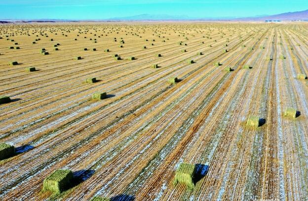 【“飛閱”中國】瞰！山丹馬場撒“青豆”