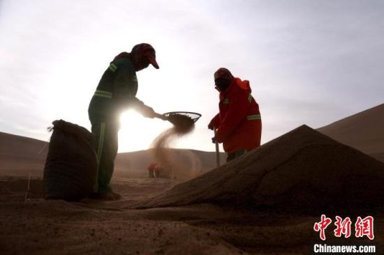 圖為“駱駝保姆”用土方法清理駝糞?！垥粤?攝