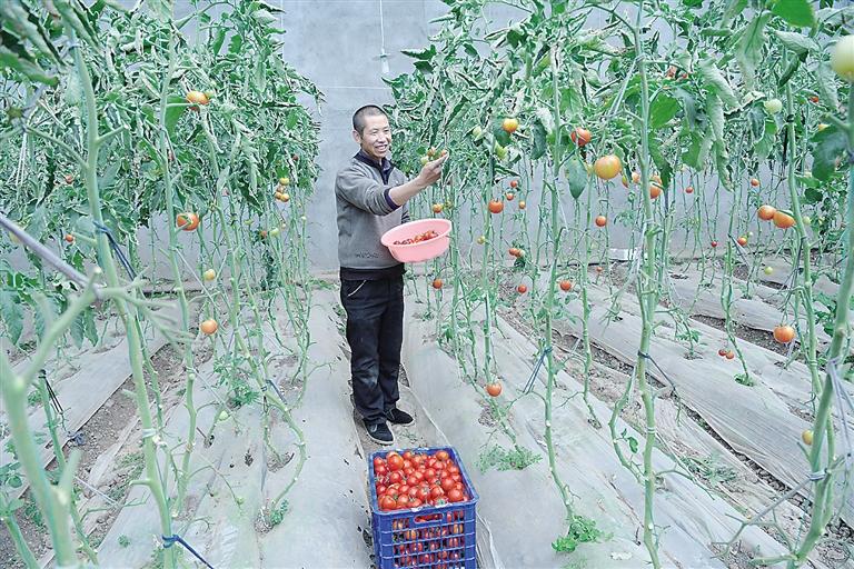 臨夏縣尹集、刁祁鎮(zhèn)易地扶貧搬遷后續(xù)產業(yè)園有日光溫室534座