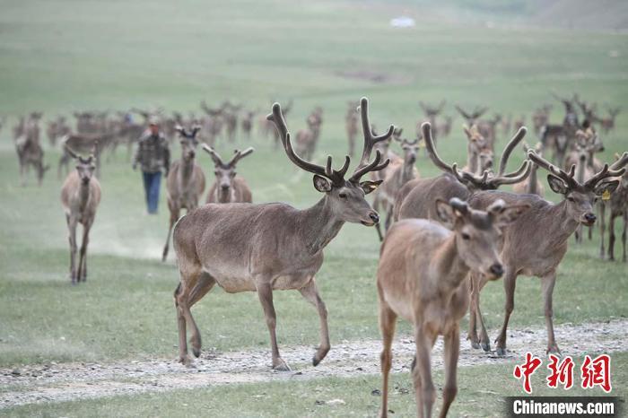 圖為肅南縣馬鹿養(yǎng)殖場內(nèi)的鹿群?！钇G敏 攝