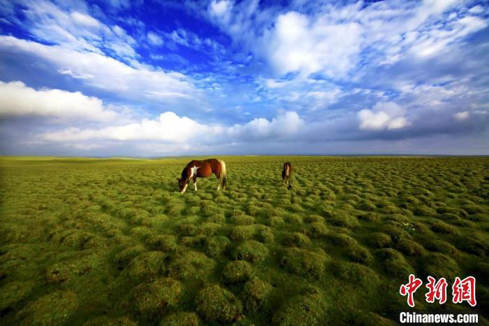 圖為甘肅甘南藏族自治州草原風(fēng)光。(資料圖) 艾慶龍 　攝