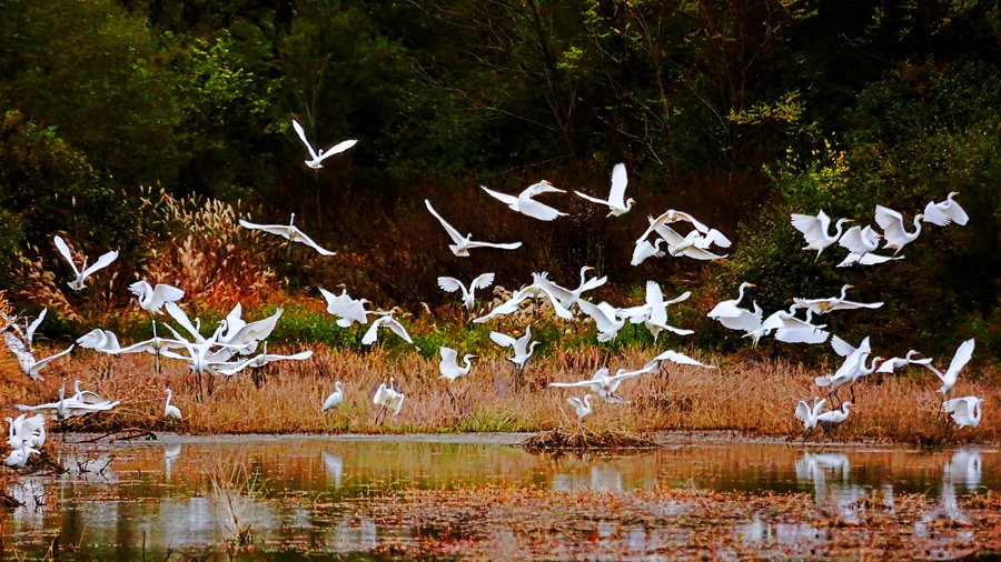 白鷺翩躚舞初冬。吳康軍攝