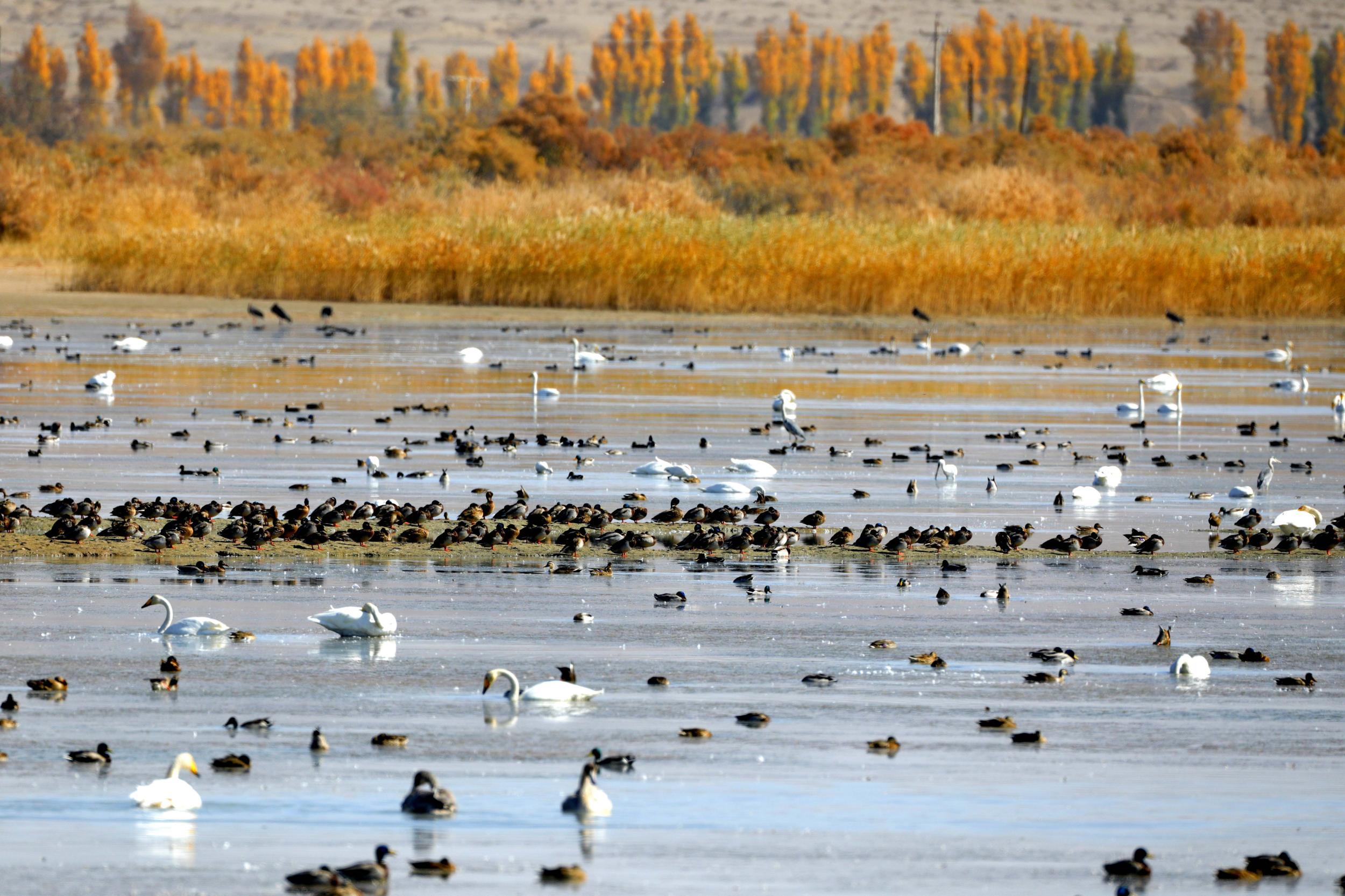天鵝飛抵高臺縣黑河濕地嬉戲覓食、棲息越冬。尹昭霞攝