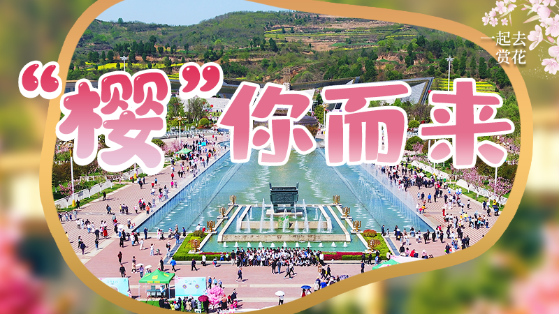 海報(bào)|春色爛漫，一組海報(bào)“云賞”櫻花盛開(kāi)