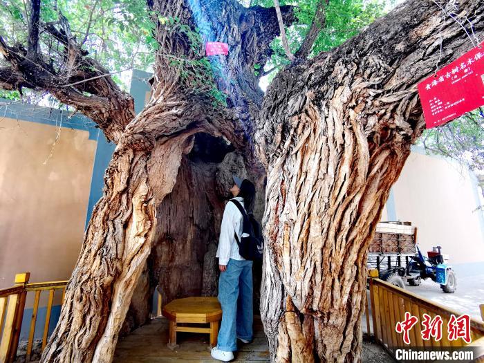 青海海東市阿河灘地質(zhì)文化村：古樹新枝、丹山碧水