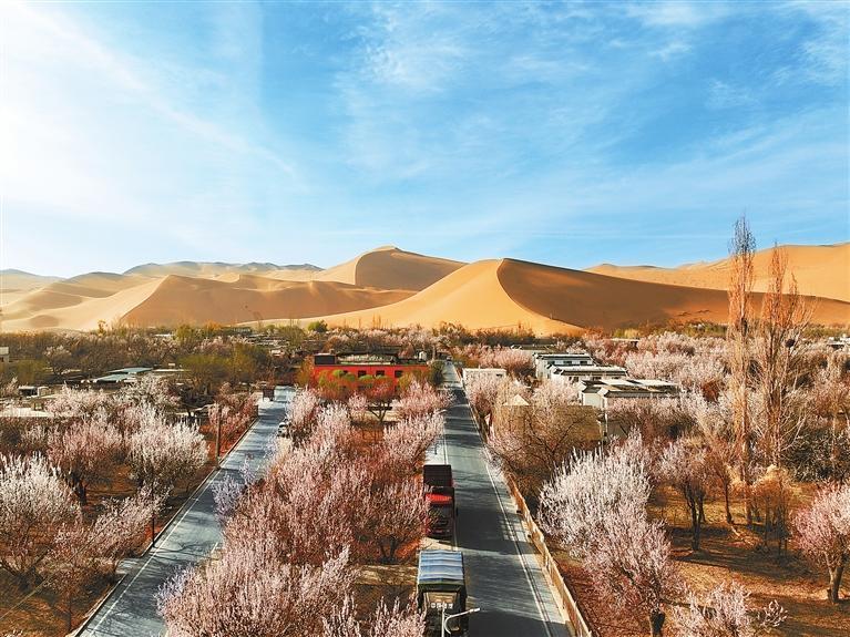 近日，敦煌鳴沙山下的李廣杏杏花陸續(xù)開放，美如畫卷。新甘肅·甘肅日報通訊員　張曉亮