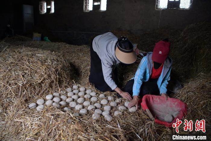 酒曲成型之后入曲房，入室之前要灑水，再鋪青稞草，防止曲塊的水分被吸走，曲房內(nèi)有通風(fēng)道、窗戶、暖氣、電熱爐等各種控制曲房溫度的設(shè)備。圖為5月10日，工作人員將成型的曲塊搬運到曲房。九美旦增　攝