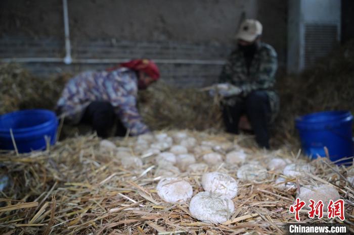 酒曲從曲坯入房培養(yǎng)到培養(yǎng)結(jié)束，整個培養(yǎng)周期控制在4至8天，曲坯的要求光滑，軟硬適宜，手按曲坯不松散，結(jié)實，薄厚一致。圖為5月10日，工作人員準備將培養(yǎng)好的曲坯拿到外面晾曬。九美旦增　攝