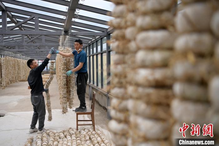 圖為5月10日，工作人員將用青稞面和青稞草等制成的曲坯用繩子串起來晾曬。九美旦增　攝