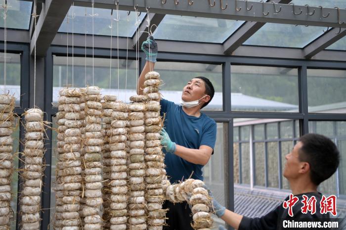 圖為5月10日，工作人員將用青稞面和青稞草等制成的曲坯用繩子串起來晾曬。九美旦增　攝