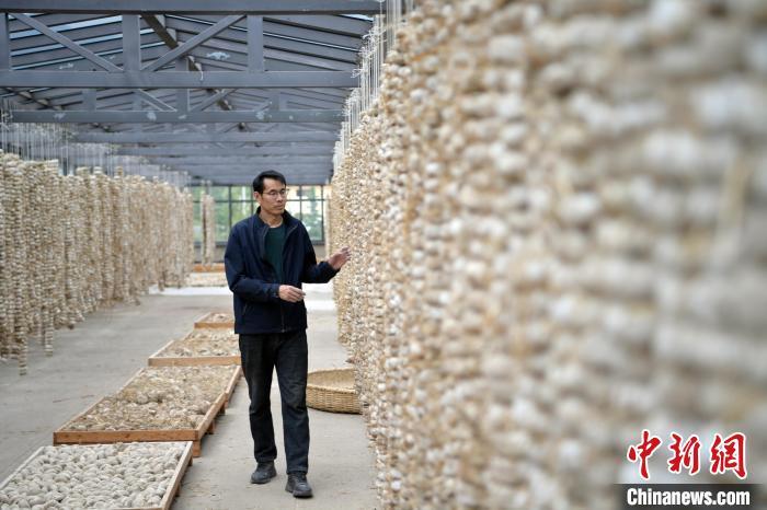 圖為5月10日，工作人員檢查晾曬的曲胚。九美旦增　攝