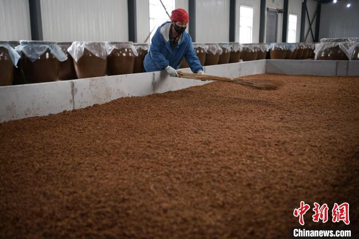 圖為5月10日，工作人員整理鋪撒的酒醅。九美旦增　攝